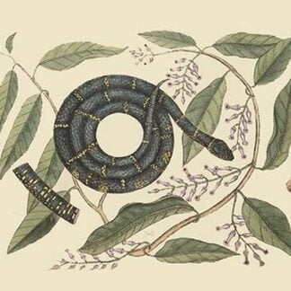 Chain Snake by Mark Catesby