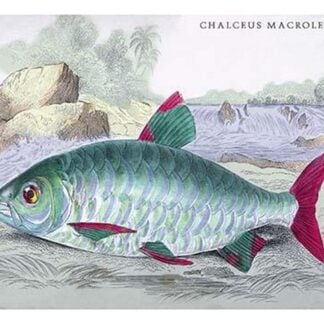 Chalceus Macrolepidotus by Robert H. Schomburgk