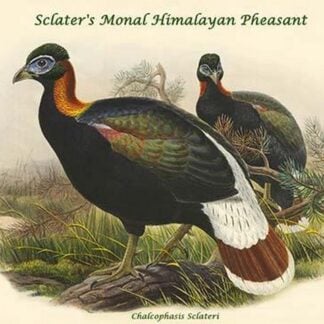 Chalcophasis Sclateri - Sclater's Monal Himalayan Pheasant by John Gould