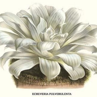 Chalk lettuce by Louis Benoit Van Houtte