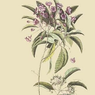 Chamedaphne Leatherleaf by Mark Catesby
