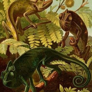 Chameleons by Friedrich Wilhelm Kuhnert