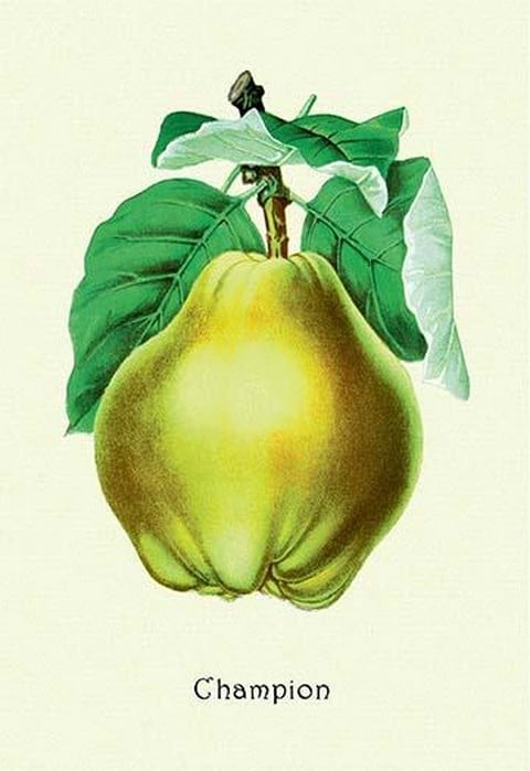 Champion Pears