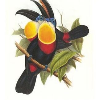Channel-Billed Toucan by John Gould