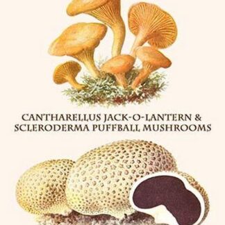 Chanterelles Jack-O-Lantern Mushrooms By Edmund Michael