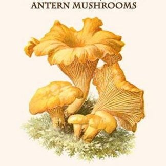 Chanterelles Jack-O-Lantern Mushrooms By Edmund Michael