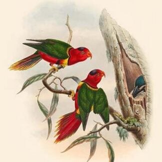 Charmosyna Margaritae - Duchess of Connaught's Parakeet by John Gould