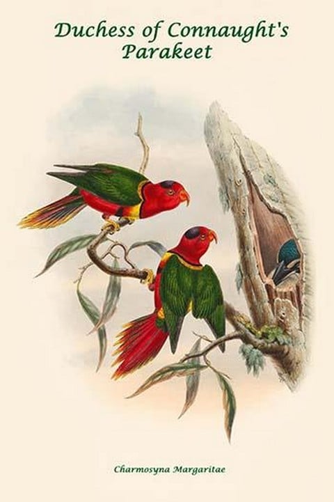 Charmosyna Margaritae - Duchess of Connaught's Parakeet by John Gould
