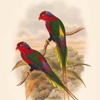 Charmosyna Stellae - Stella Parakeet by John Gould