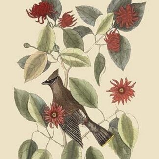 Chatterer by Mark Catesby