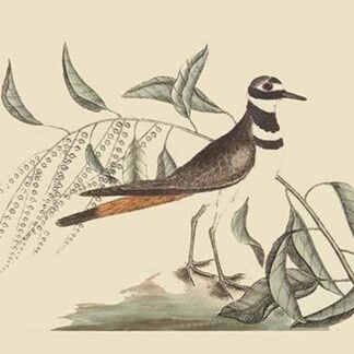 Chattering Plover by Mark Catesby