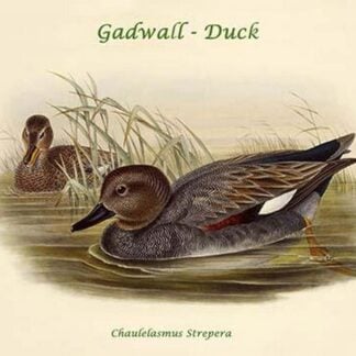 Chaulelasmus Strepera - Gadwall - Duck by John Gould