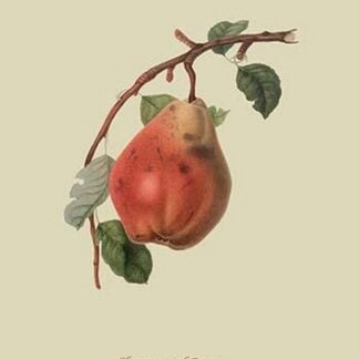 Chaumontel Pear by William Hooker #2