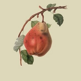 Chaumontel Pear by William Hooker