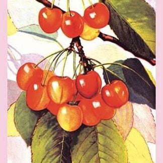 Cherries