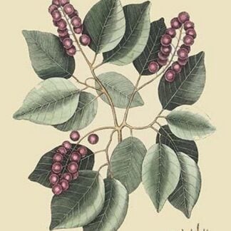 Cherry-Cerasus by Mark Catesby
