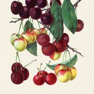 Cherry Gallery