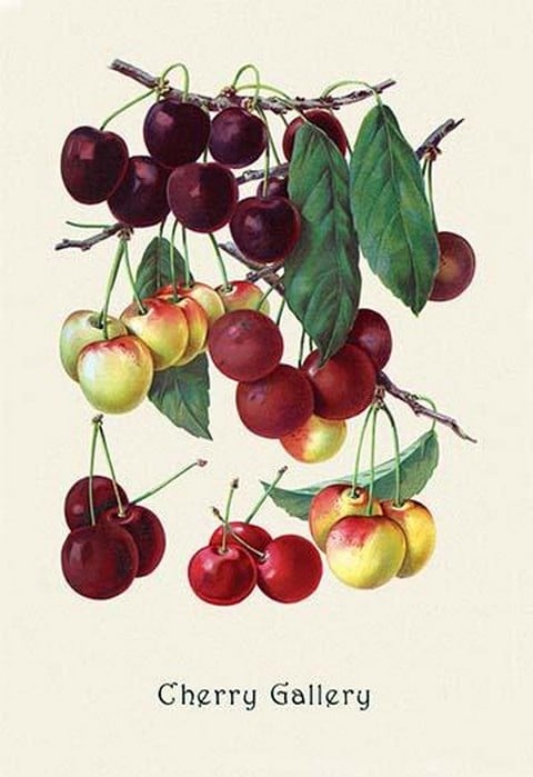 Cherry Gallery