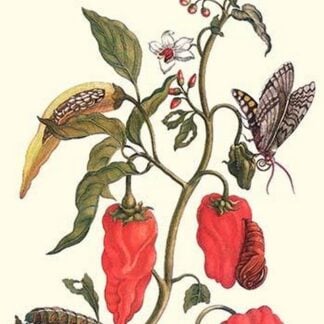 Cherry Pepper and Tobacco Hornworm with Five Spotted Hawkmoth by Maria Sibylla Merian
