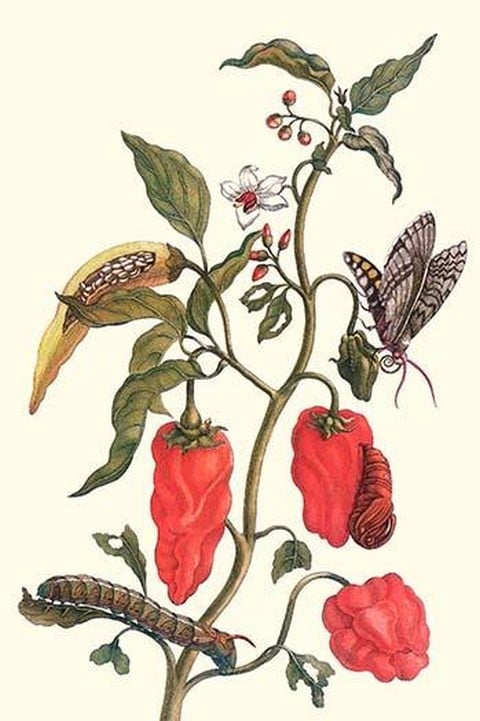 Cherry Pepper and Tobacco Hornworm with Five Spotted Hawkmoth by Maria Sibylla Merian