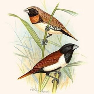 Chestnut Breasted Finch & three colored mannikin by Frederick William Frohawk