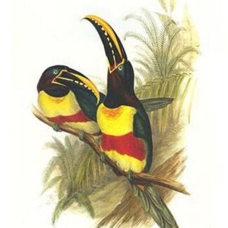 Chestnut Eared Aracari by John Gould