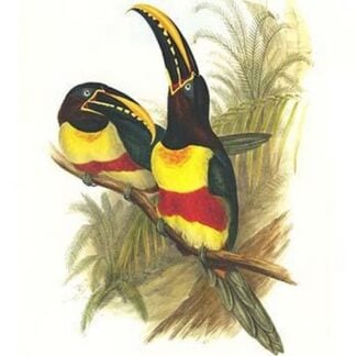 Chestnut Eared Aracari by John Gould