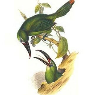 Chestnut Tipped Toucanet by John Gould