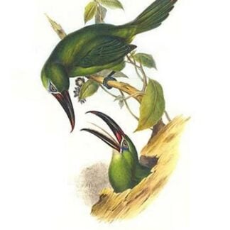 Chestnut Tipped Toucanet by John Gould