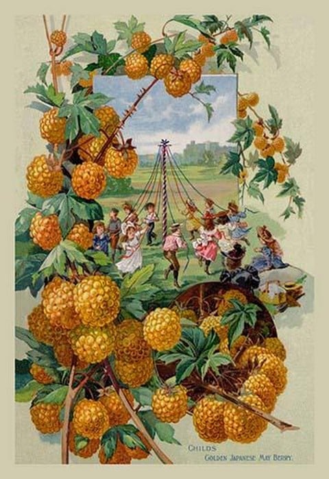 Childs Golden Japanese May Berry