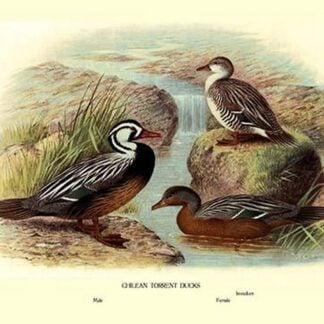 Chilean Torrent Ducks by Henrick Gronvold