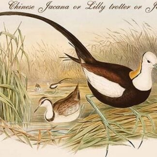 Chinese Jacana or Lilly Trotter or Jesus Bird by John Gould