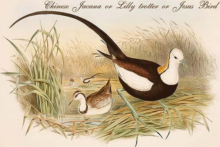Chinese Jacana or Lilly Trotter or Jesus Bird by John Gould