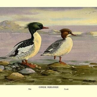 Chinese Merganser by Allan Brooks