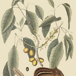 Chipmunk by Mark Catesby