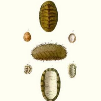 Chiton Shells By John Mawe