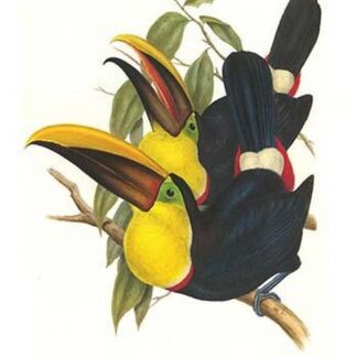 Choco Toucan by John Gould