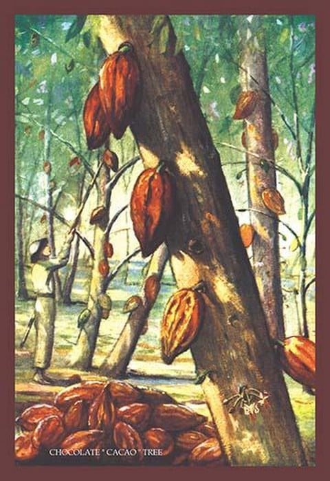 Chocolate 'Cacao' Tree