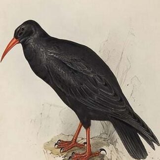 Chough by John Gould