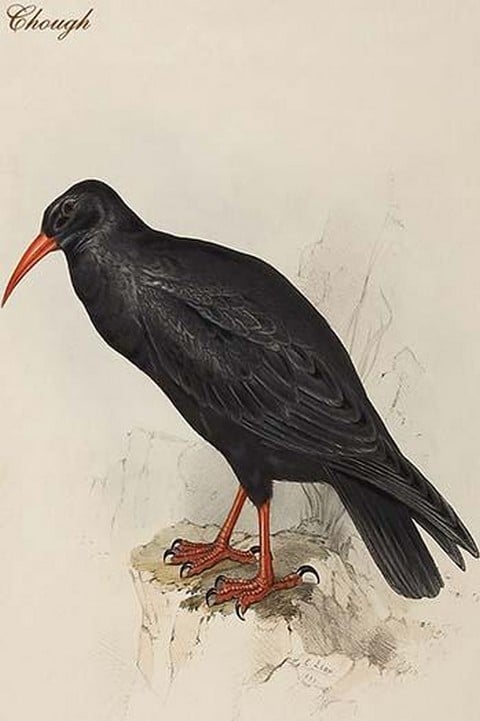Chough by John Gould