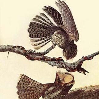 Chuck-Wills Willow by John James Audubon