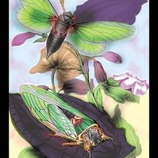 Cicada by James Duncan