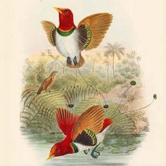 Cicinnurus Regius - King Bird of Paradise by John Gould