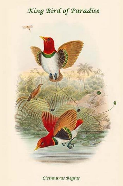 Cicinnurus Regius - King Bird of Paradise by John Gould
