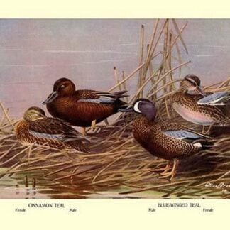 Cinnamon and Blue-Winged Teals by Allan Brooks