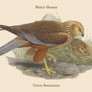 Circus Aeruginisus - March Harrier by John Gould