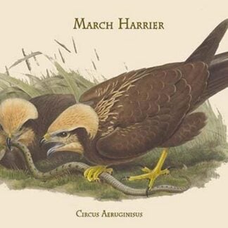 Circus Aeruginisus - March Harrier by John Gould