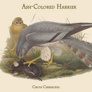 Circus Cineraceus - Ash-Colored Harrier by John Gould