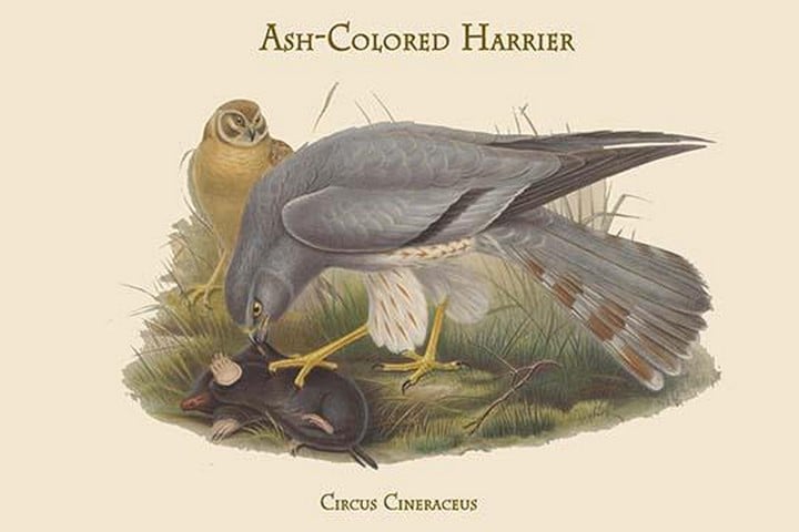Circus Cineraceus - Ash-Colored Harrier by John Gould