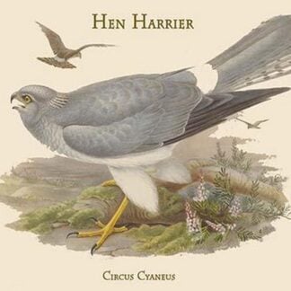 Circus Cyaneus - Hen Harrier by John Gould